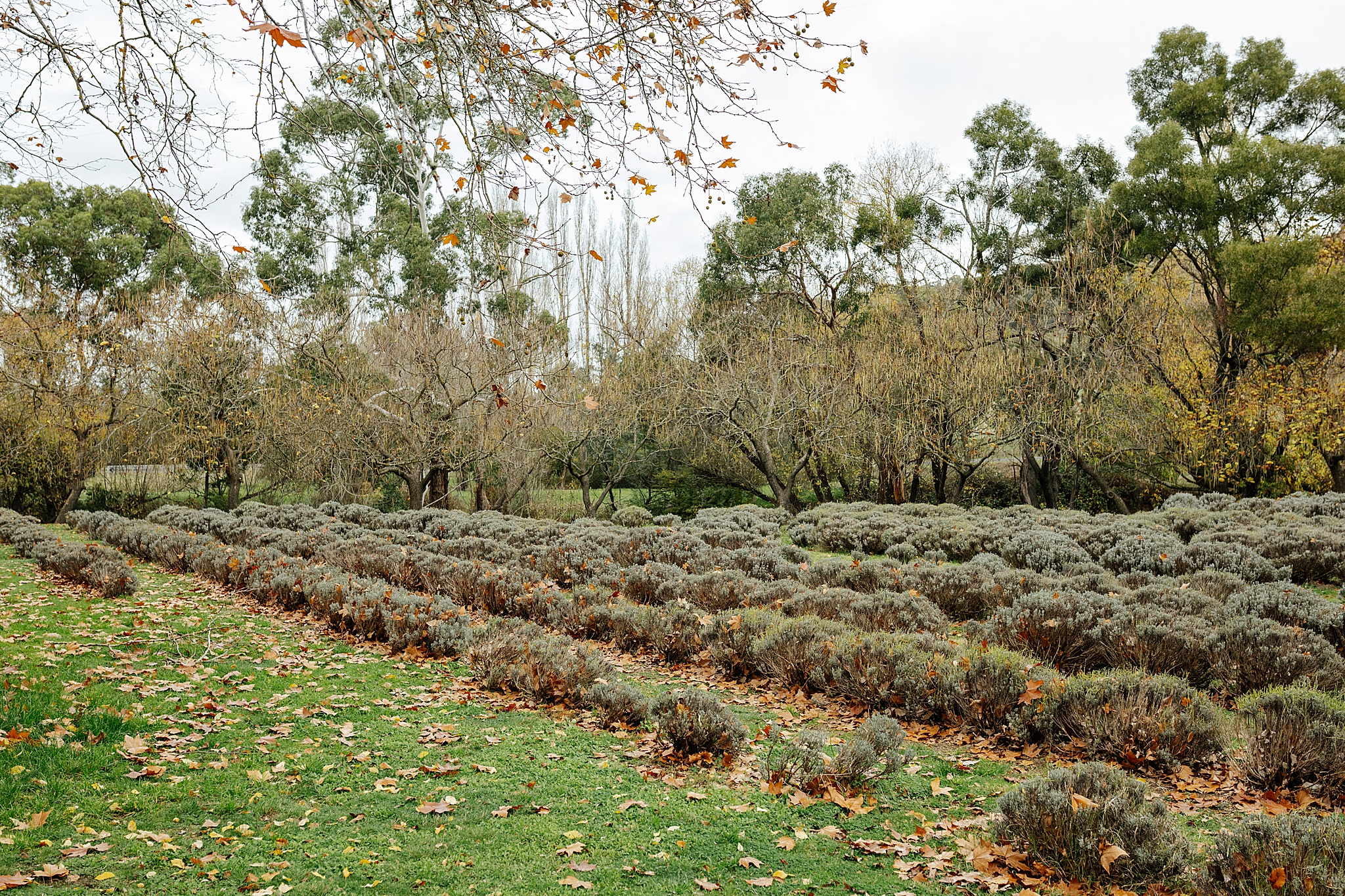 Lavender field cut short during winter at Lavandula Farm wedding venue.