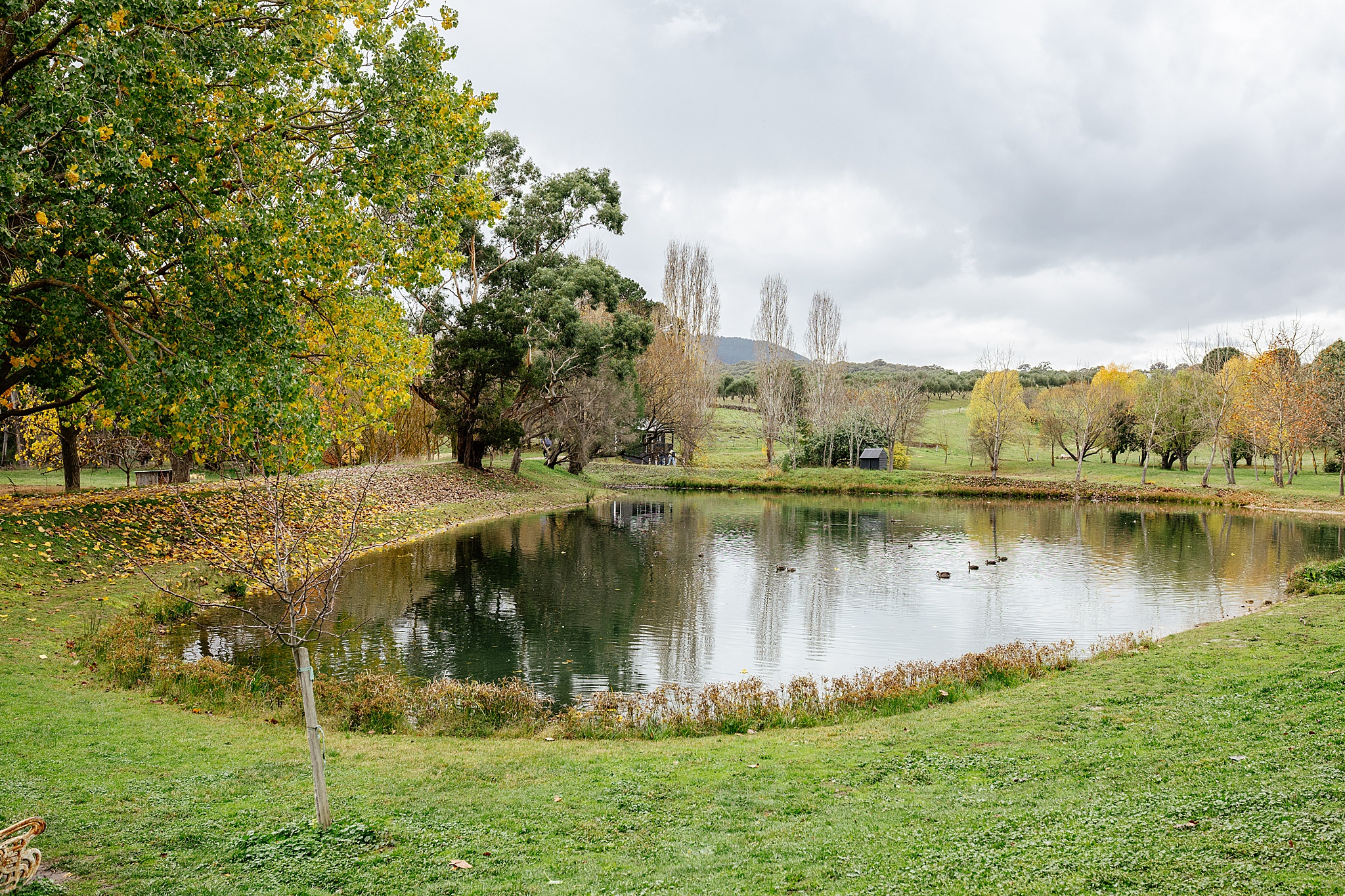 Lavandula farm dam