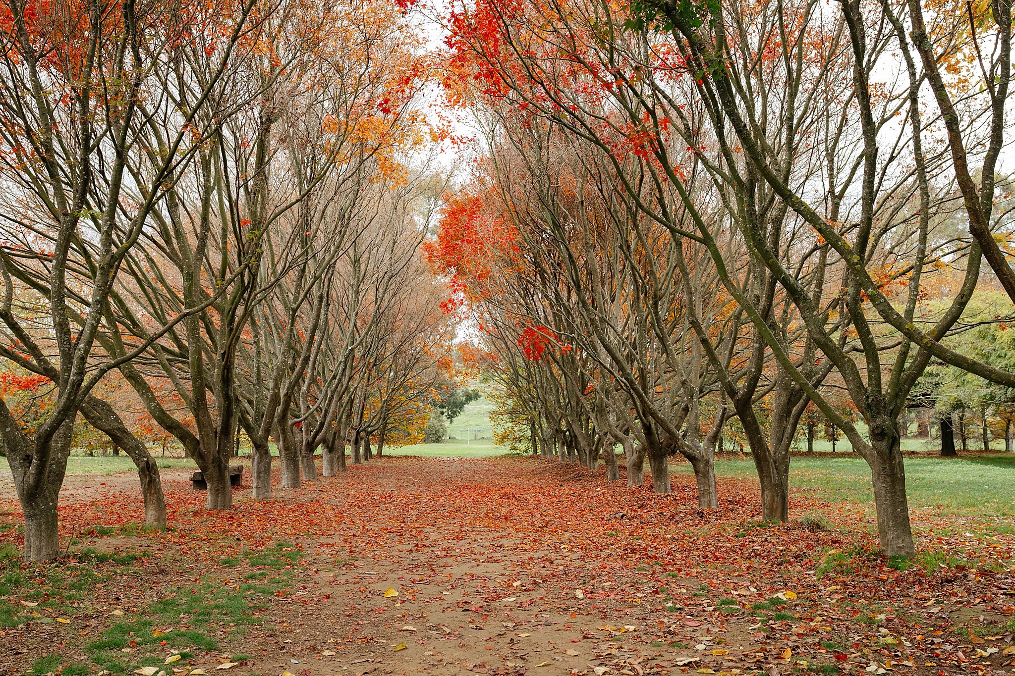 Autumn trees with red and orange leaves on the ground at Lavandula wedding venue.