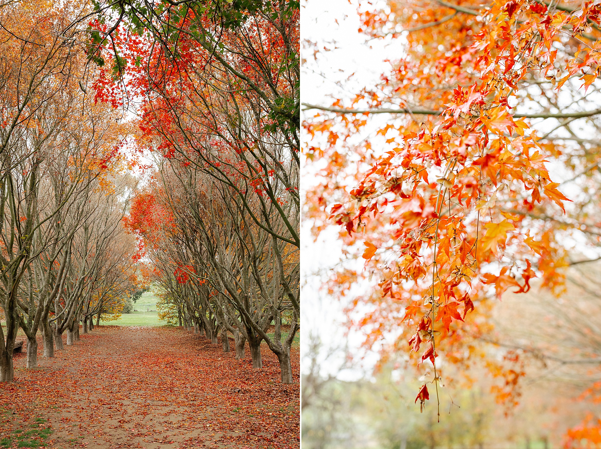 Autumn trees with red and orange leaves on the ground at Lavandula wedding venue.