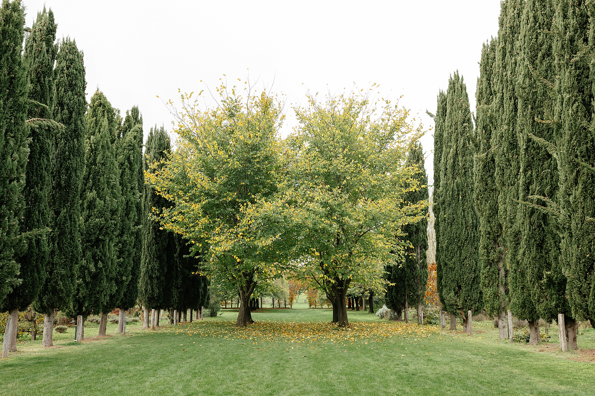 Symmetrical tree-lined lane with an open grass field at Lavandula Farm.