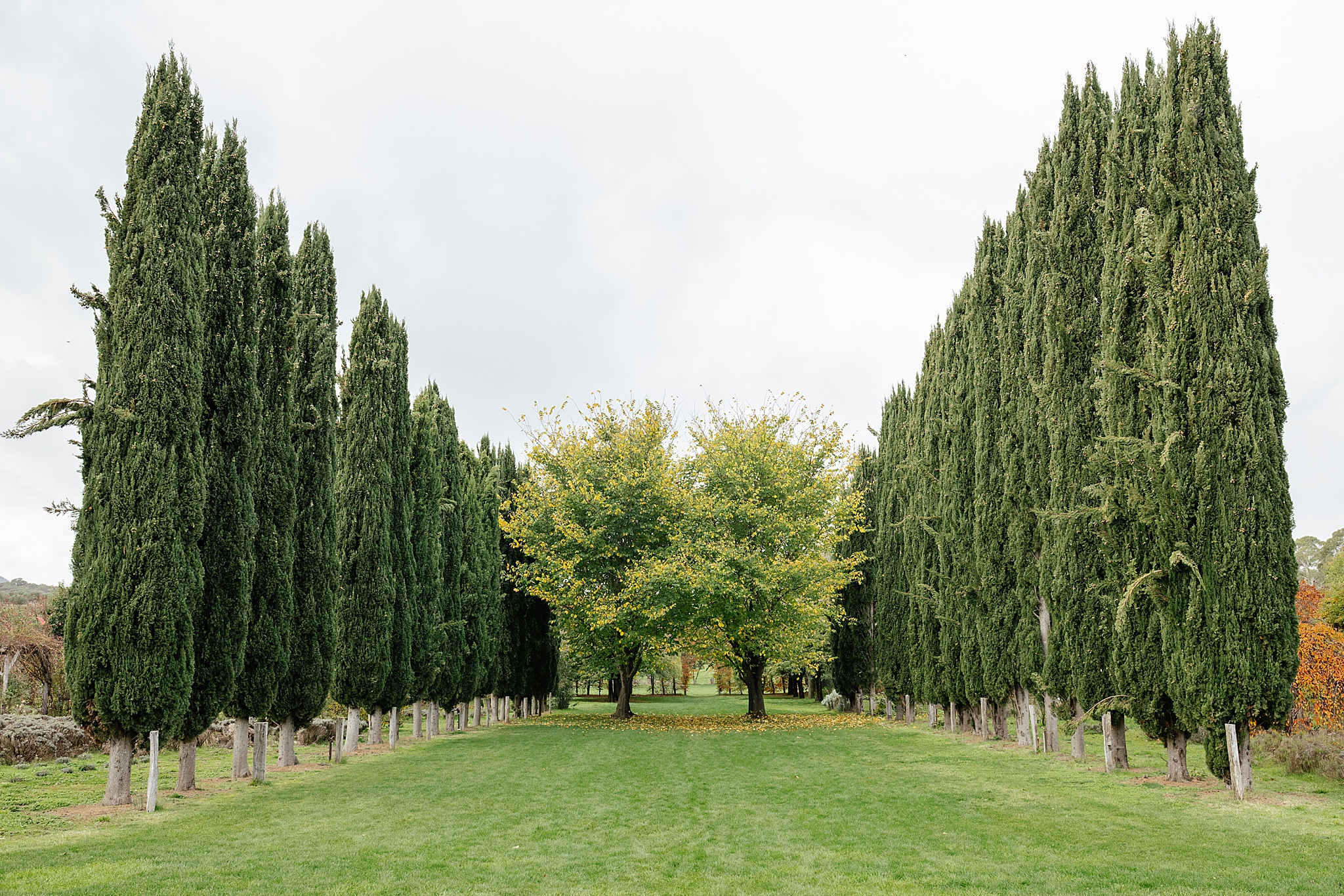 Symmetrical tree-lined lane with an open grass field at Lavandula Farm.