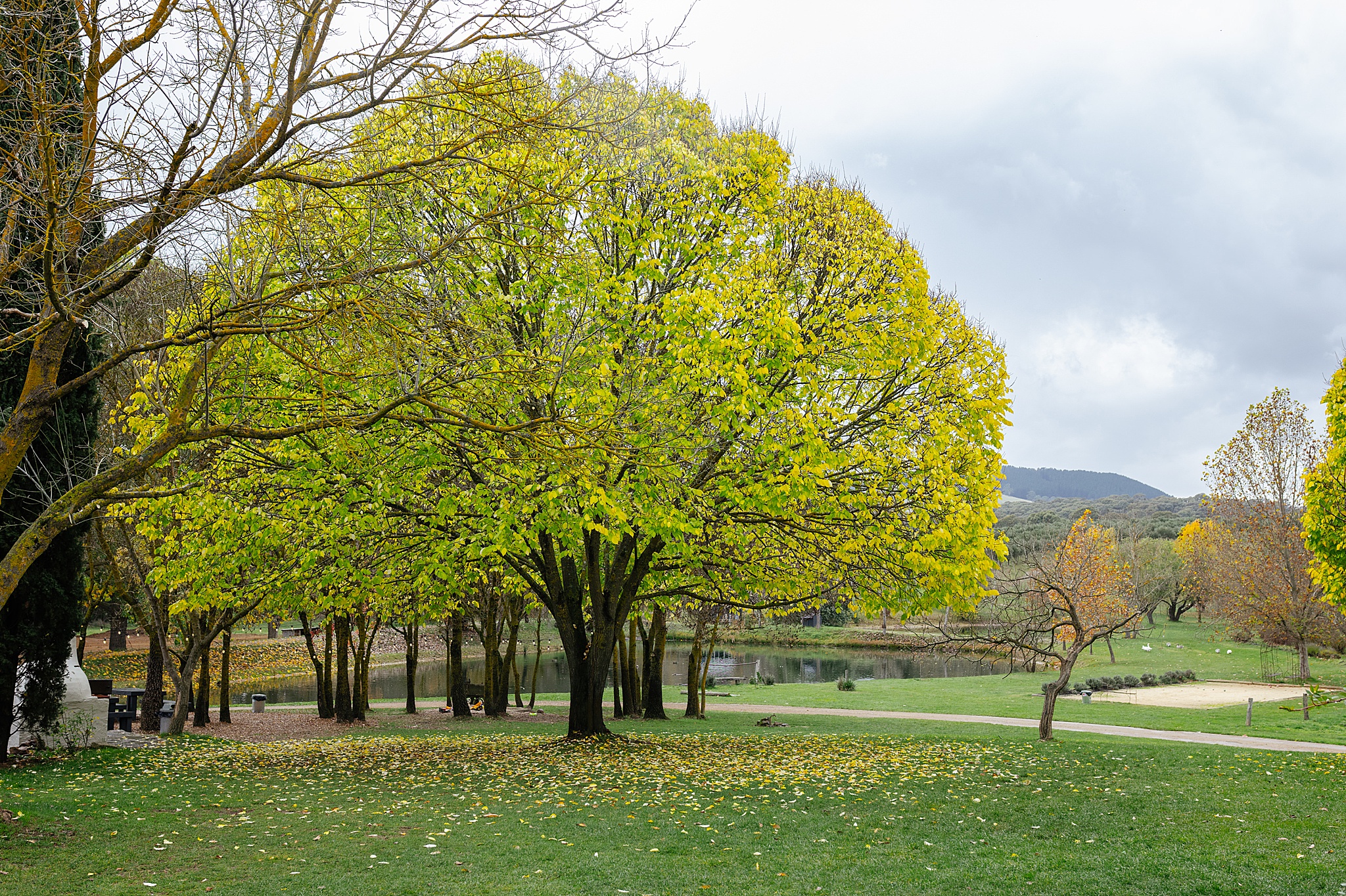 Big green tree overlooking the Lavandula wedding venue in Daylesford.