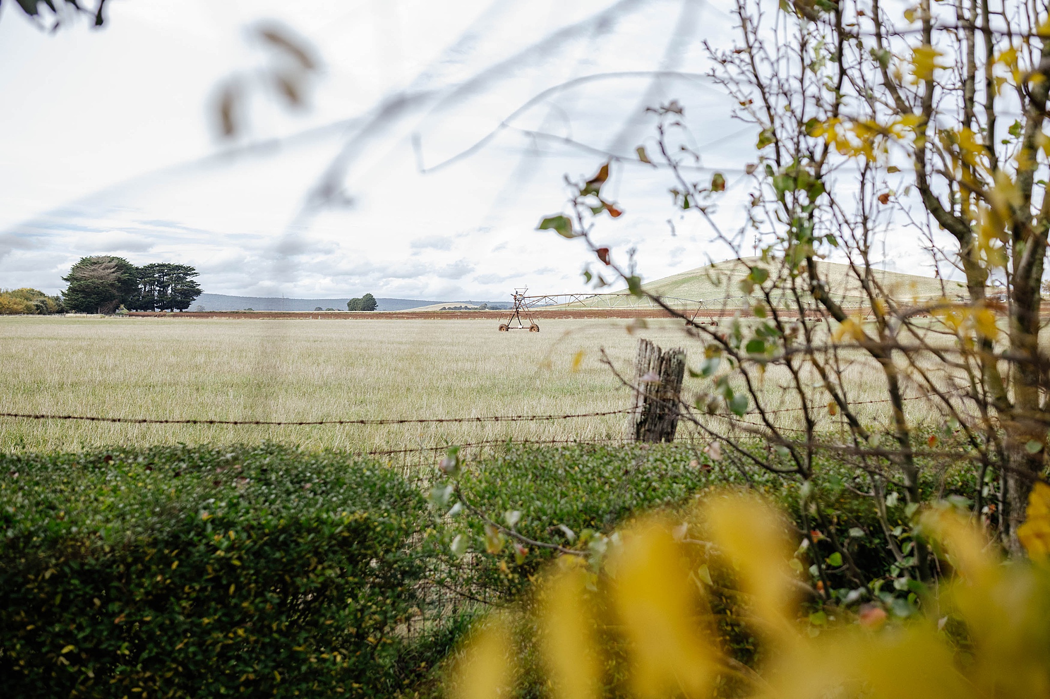 Paddock seen through trees.