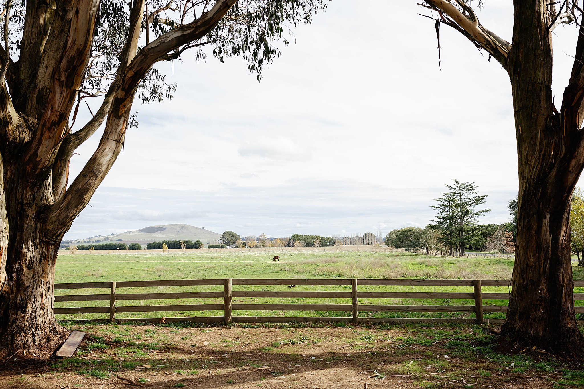 Green paddock, framed by trees with horse in paddck.