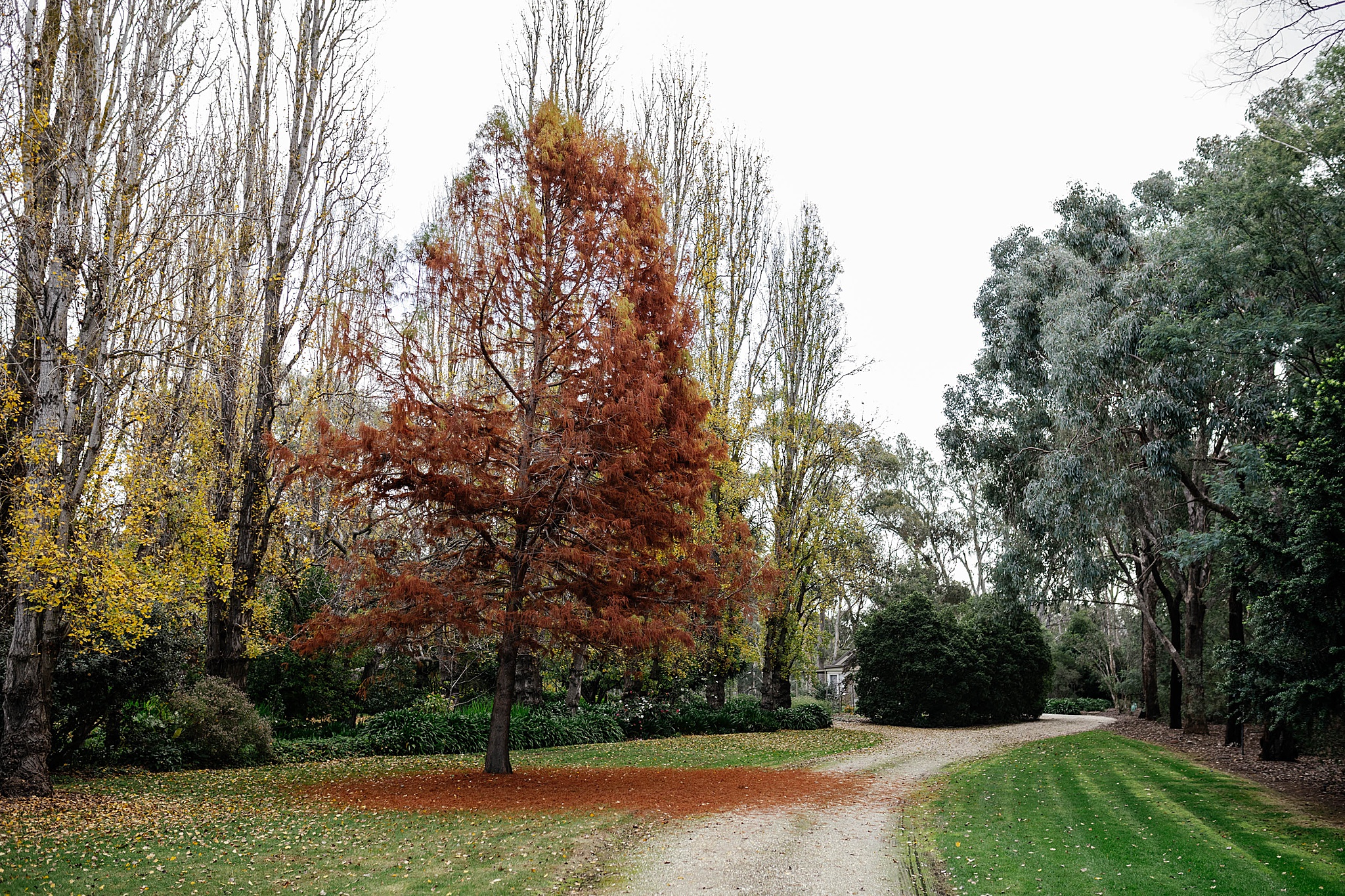 Large orange tree with green grass beneath it.