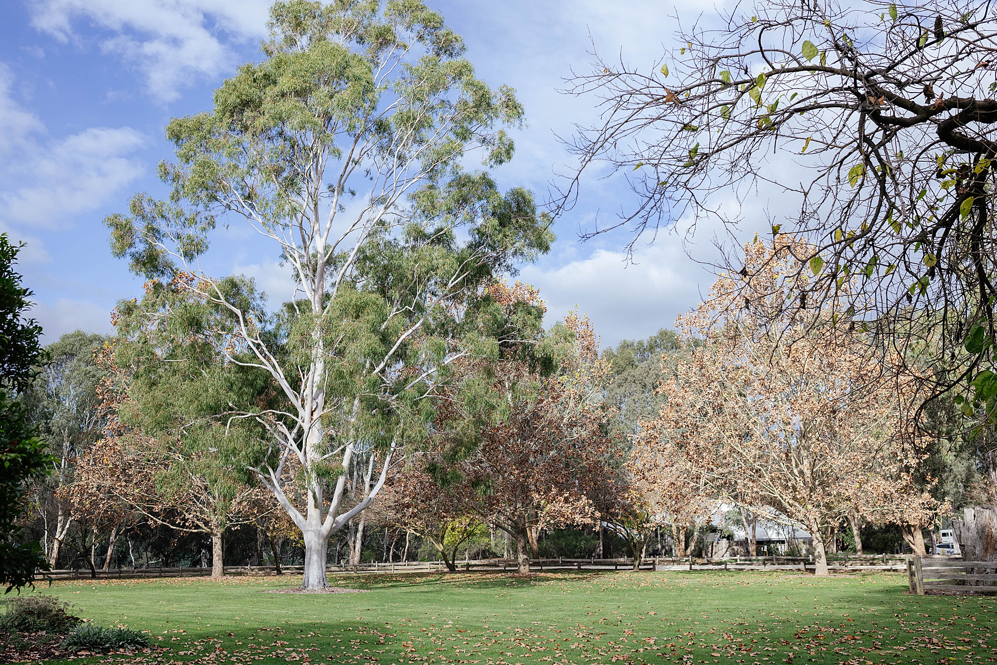 Towering gum trees stand proudly across the open lawn at Tahbilk Wedding Venue, creating a beautiful natural backdrop with plenty of space and stunning country views.