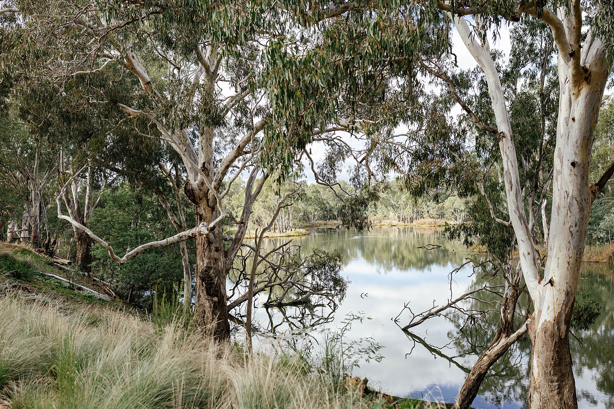 The peaceful lagoon at Tahbilk is framed by native gum trees and bushland, creating a serene Australian backdrop with beautiful reflections and natural charm.