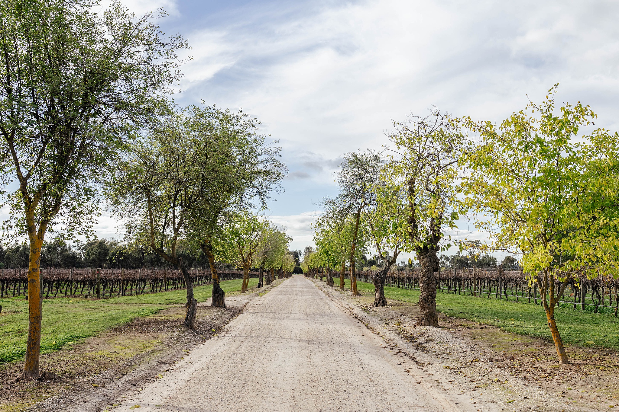 Gravel roads leading into Tahbilk winery.