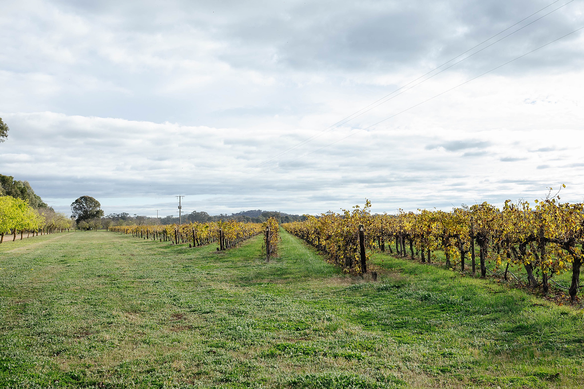 Rolling vineyards stretch across Tahbilk winery beneath dramatic overcast skies.