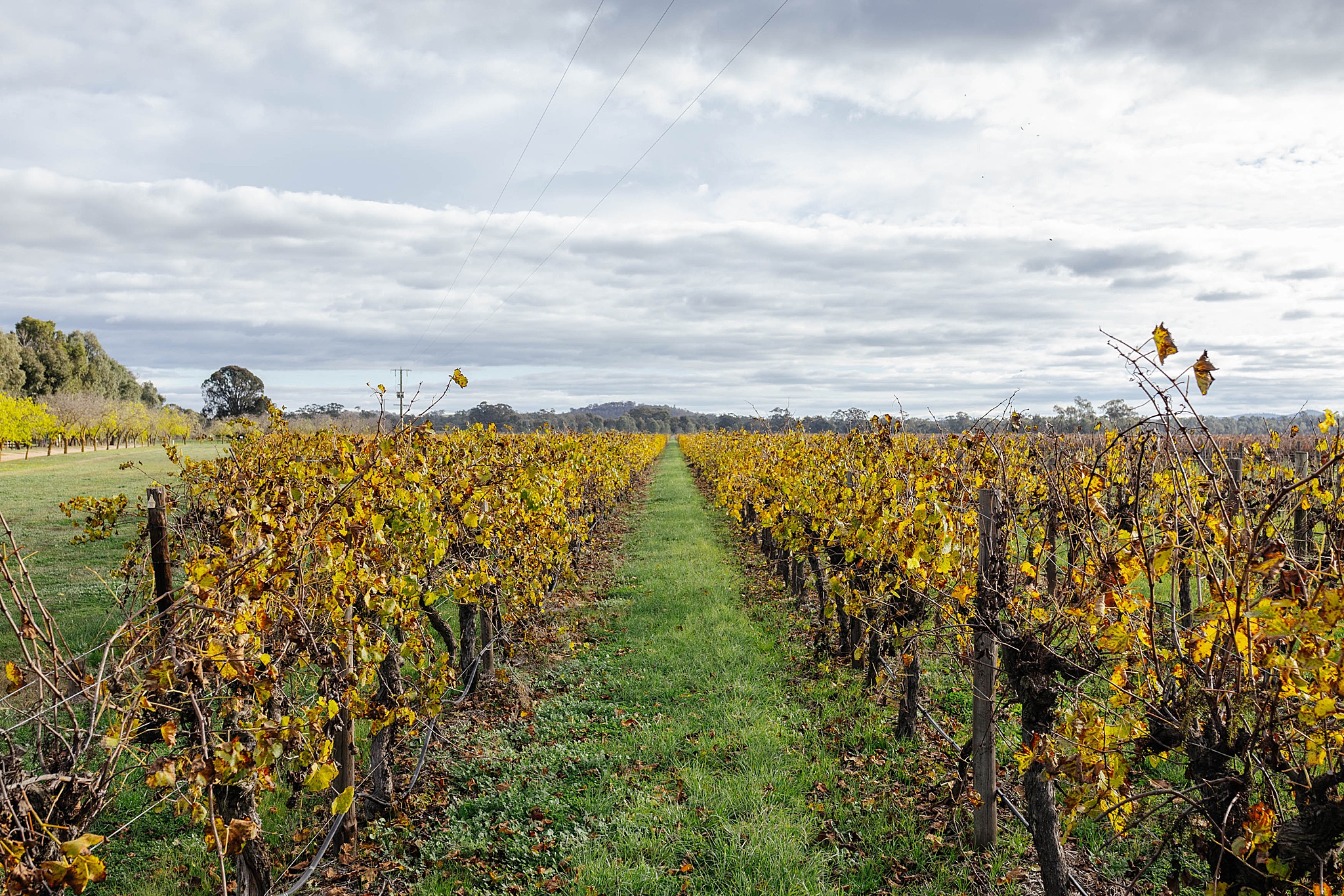 Rolling vineyards stretch across Tahbilk winery beneath dramatic overcast skies.