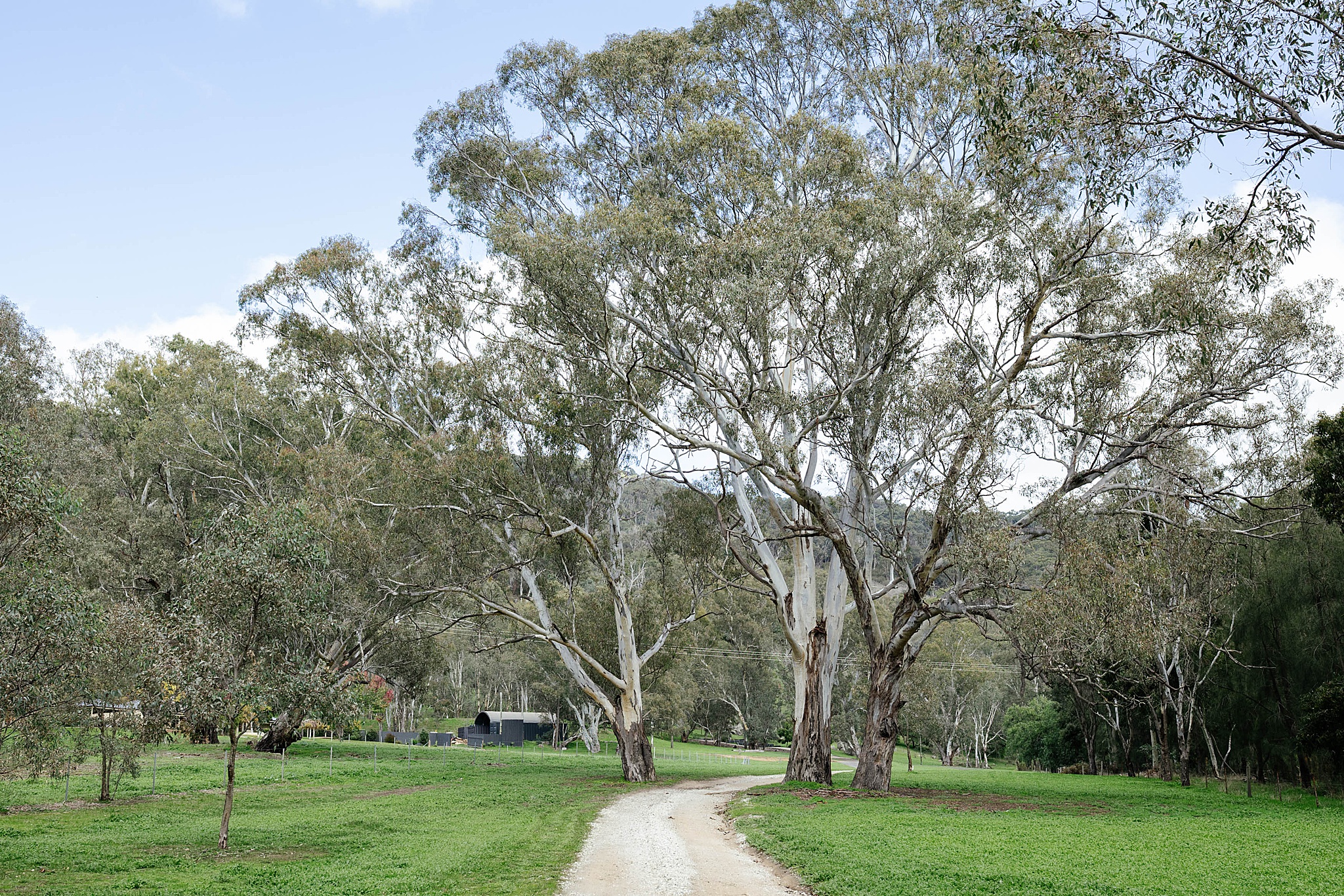 Trees and flowing path leading to the ceremony area at The Terrace.